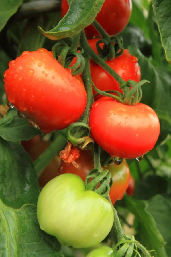 healthy tomatoes on plant
