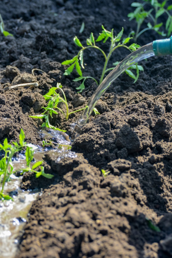 watering young transplants