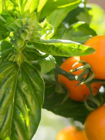 The herb basil next to orange cherry tomatoes
