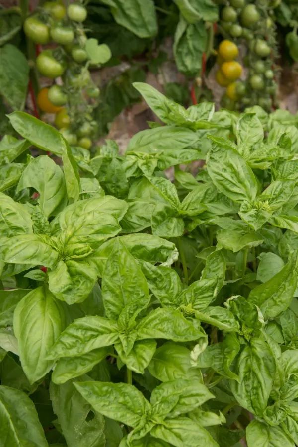 The herb basil growing in front of tomato plants