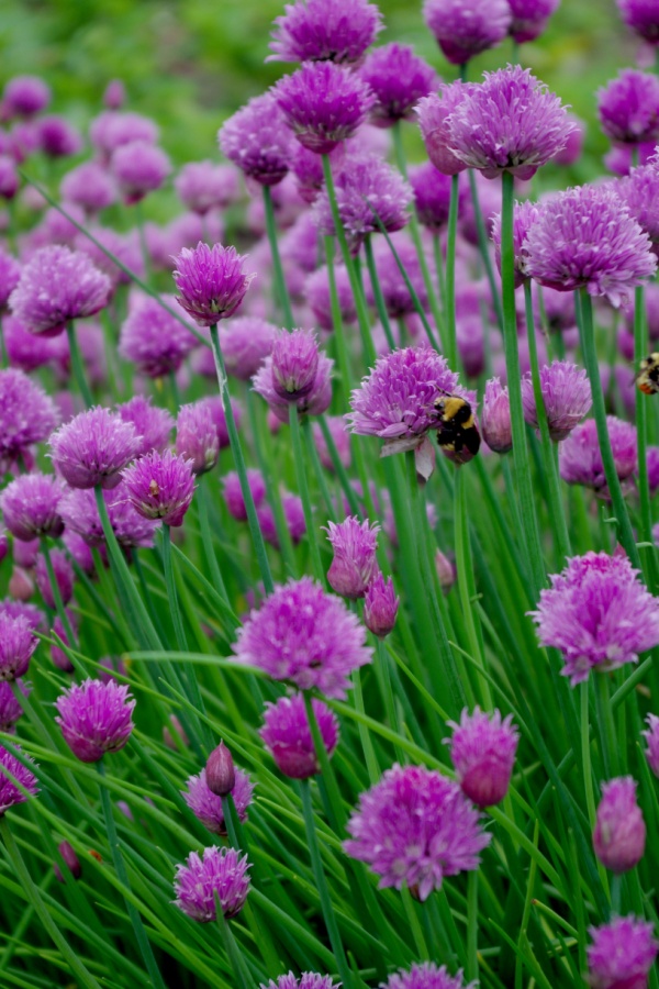 Chive blooms - grow herbs with tomato plants