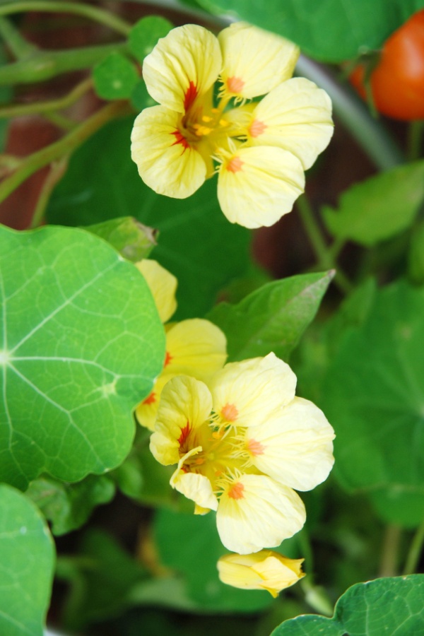 Nasturtium