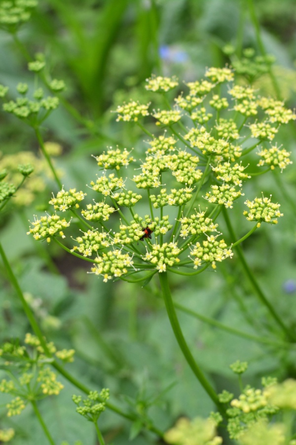 Parsley Blooms - herbs to grow by tomato plants