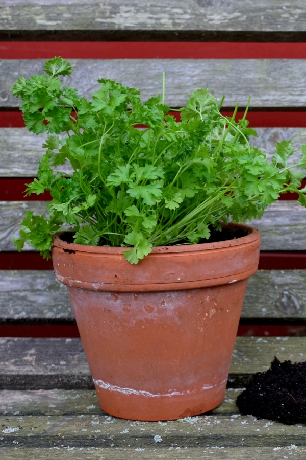 A container of parsley