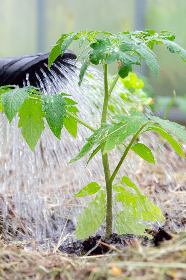 Watering a tomato plant with mulch