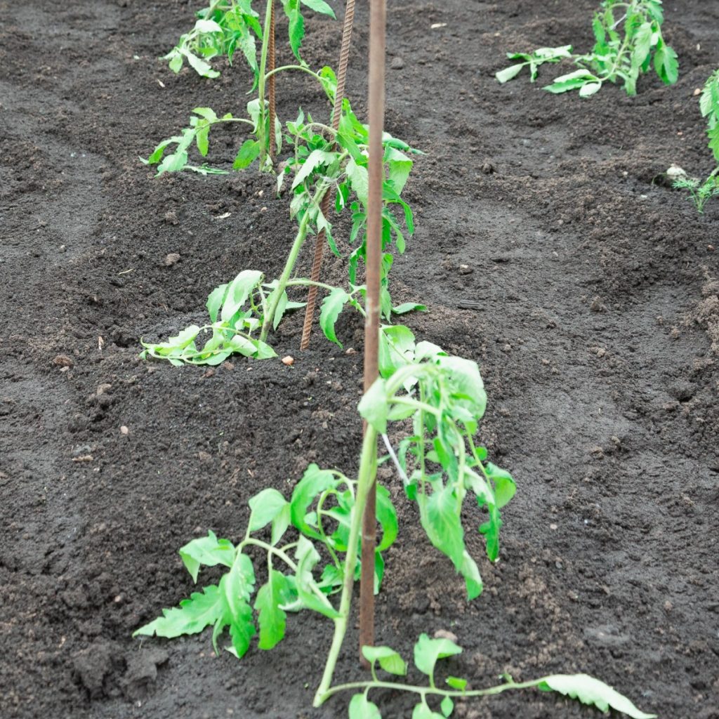 Weak and struggling tomato plants