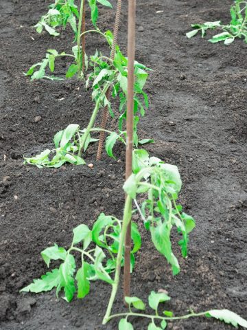 Struggling tomato plants