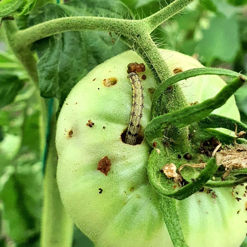 Tomato fruitworms on unripe fruit