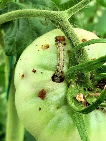Tomato fruitworms on unripe fruit
