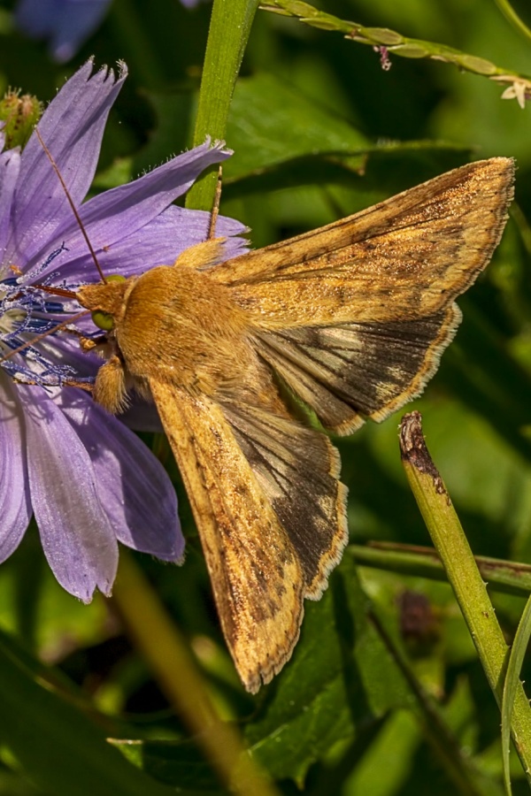 Adult tomato fruitworm moth