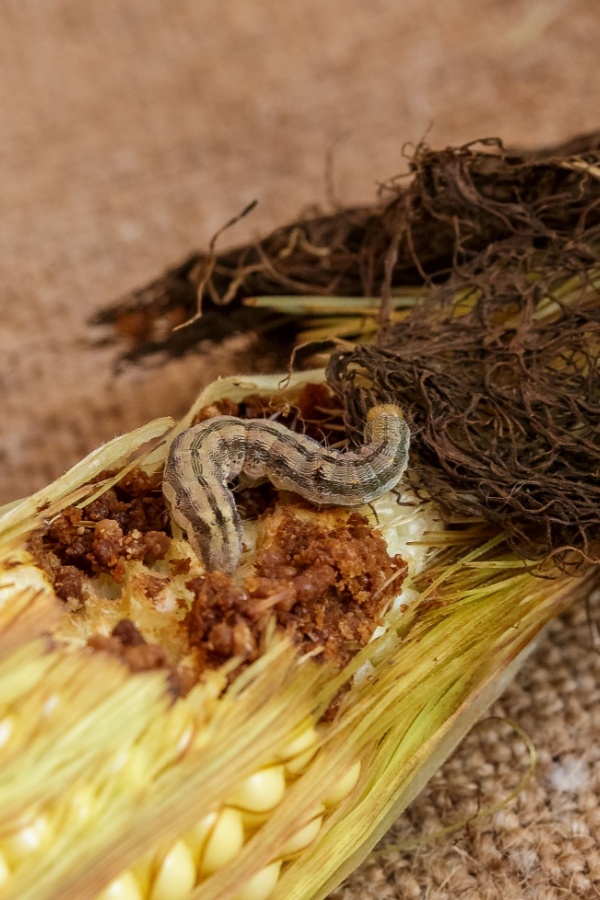 Corn earworms eating kernals