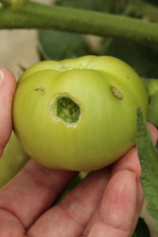 holes in unripe fruit