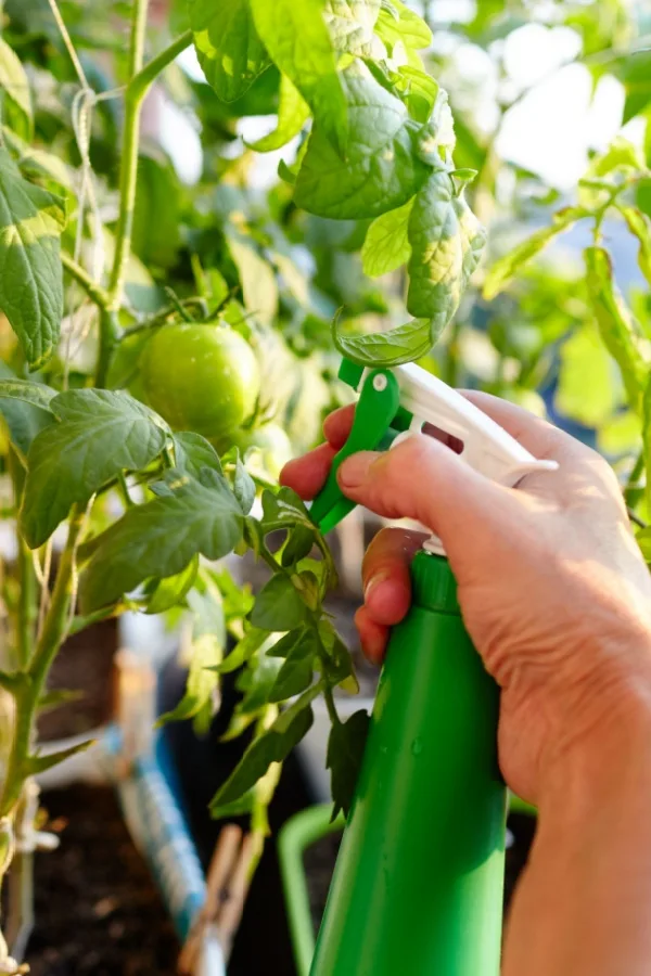 Unripe tomatoes being sprayed