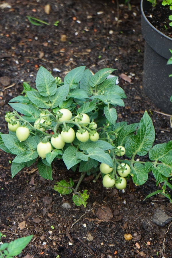 Dwarf tomato plant