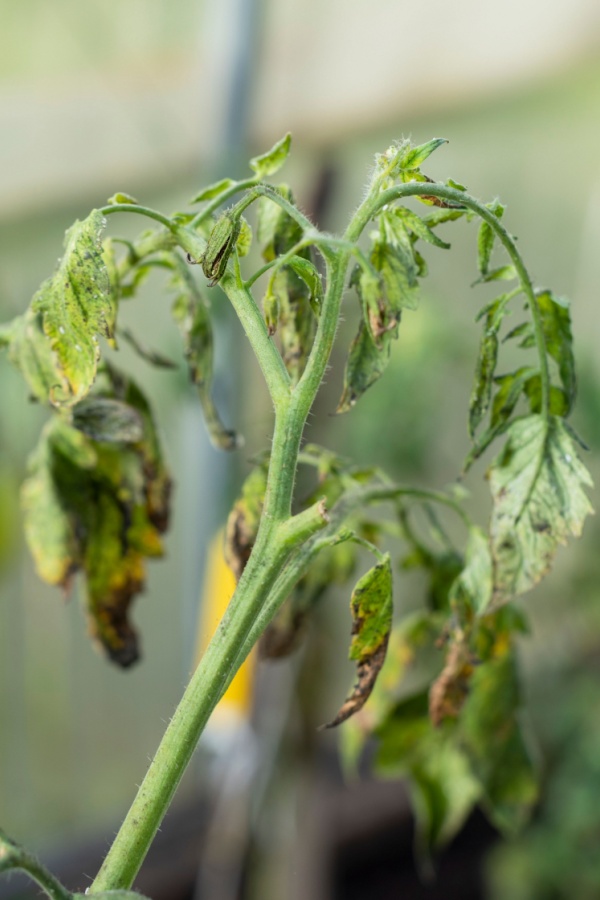 Severely damaged tomato plant from whiteflies