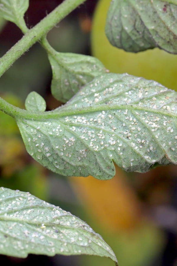 Whiteflies leaves on tomato plant leaves