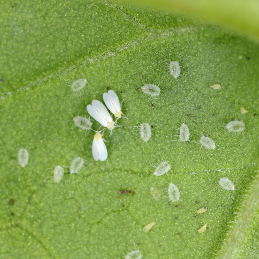 How To Get Rid Of Whiteflies On Tomato Plants 1405