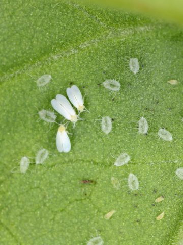 Whiteflies on a plant's leaf