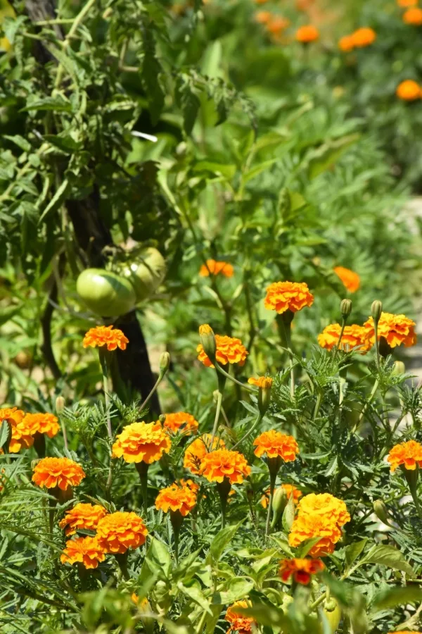 Marigolds and tomato plants