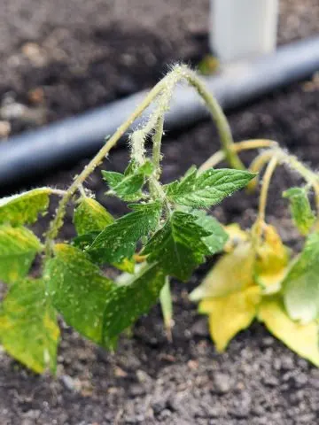 bad aphid damage on young tomato plant