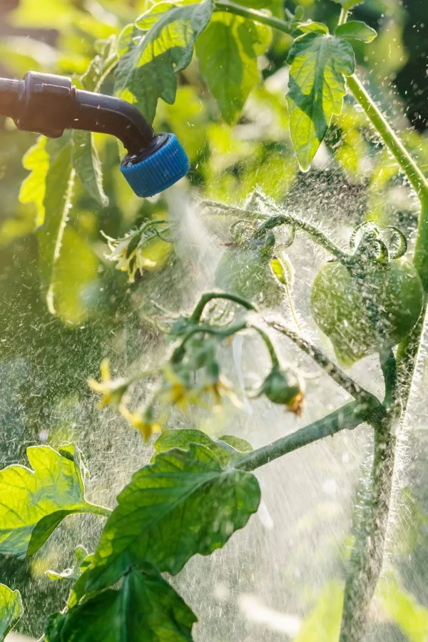 spraying water on tomato plants to get rid of aphids