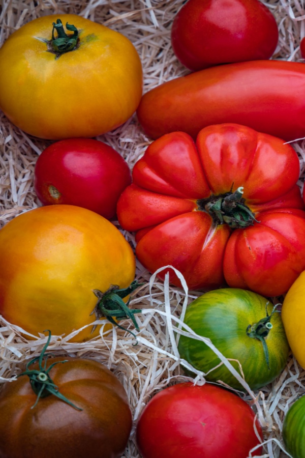 heirloom tomatoes