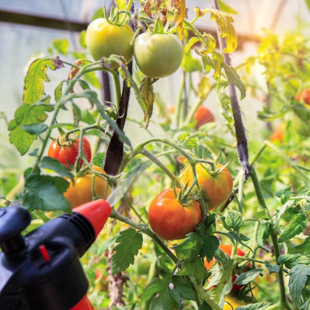 Liquid fertilizer being sprayed on tomatoes