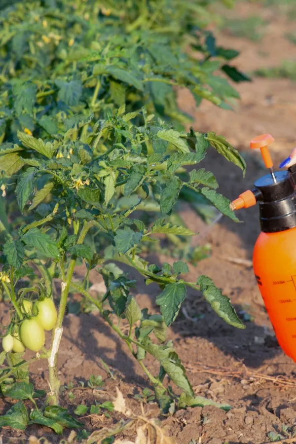 fertilizer being sprayed on mature tomato plants