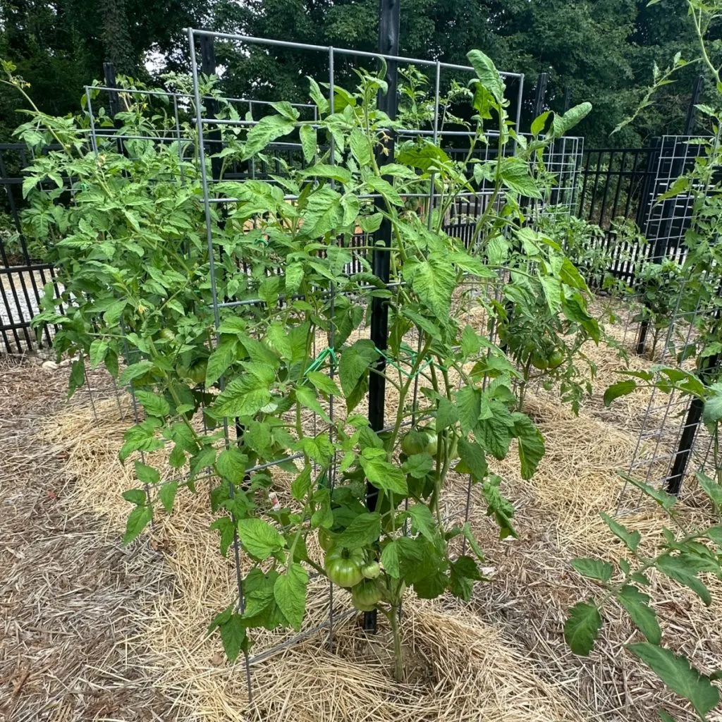 materials to tie up tomato plants