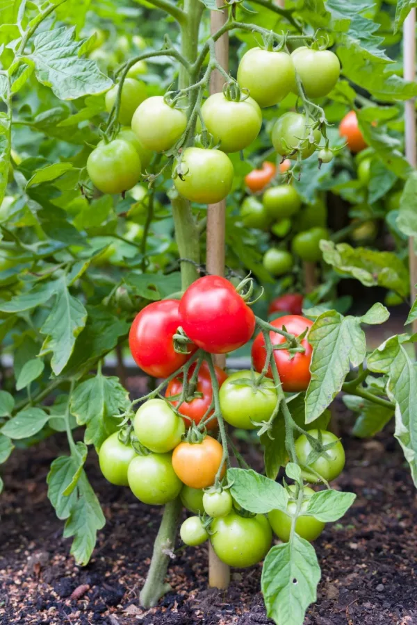 Tomato plants full of ripening tomatoes