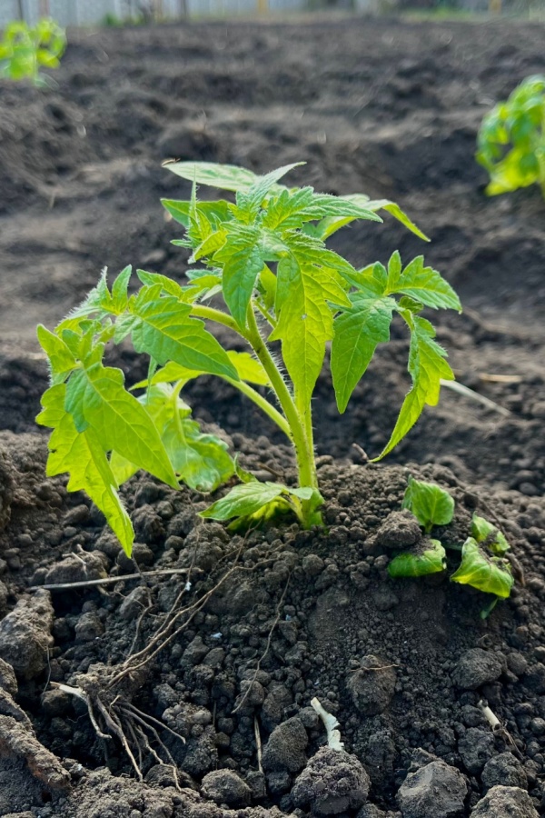 Tomato tranplant planted deeply