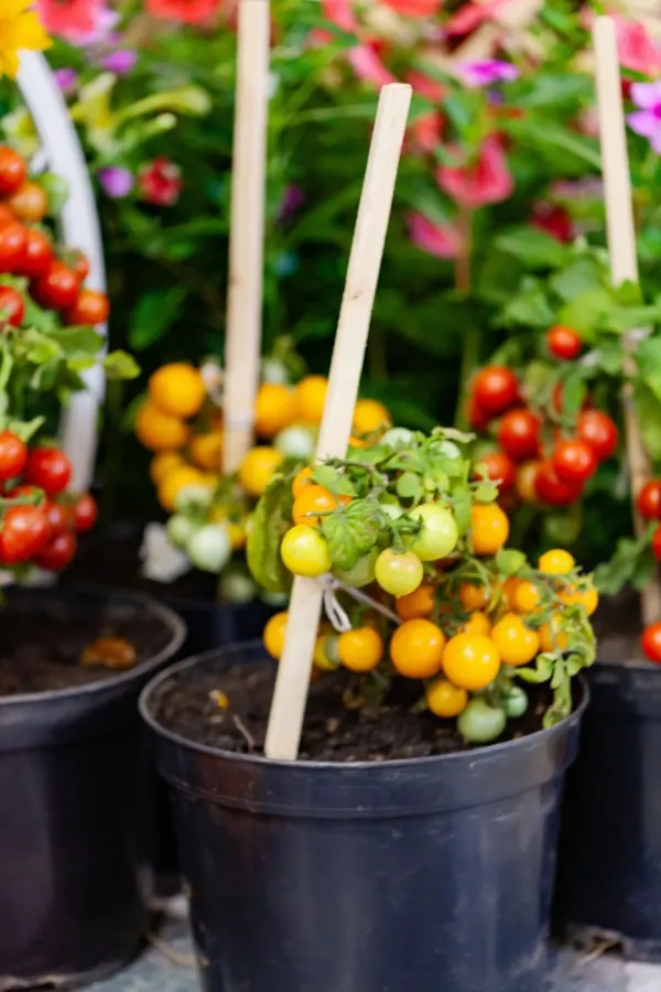 Loaded dwarf tomatoes - fertilize tomatoes in pots