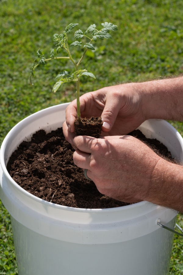 planting transplant into 5-gallon bucket