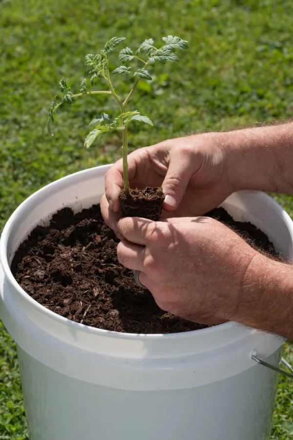 planting transplant into 5-gallon bucket