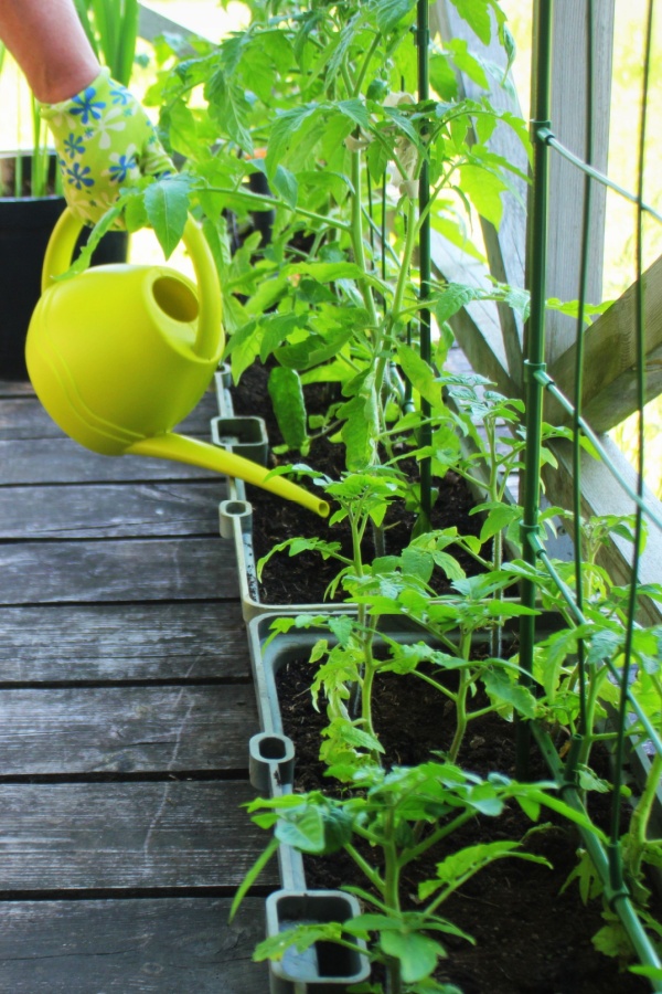 Watering tomatoes in pots - fertilize