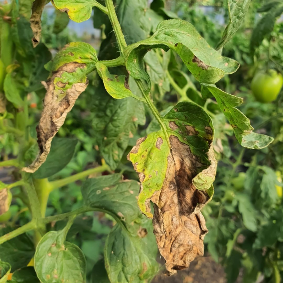 How To Help Tomato Plants If They Get Blight!