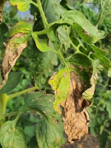 Learn what to do if your tomato plants get blight