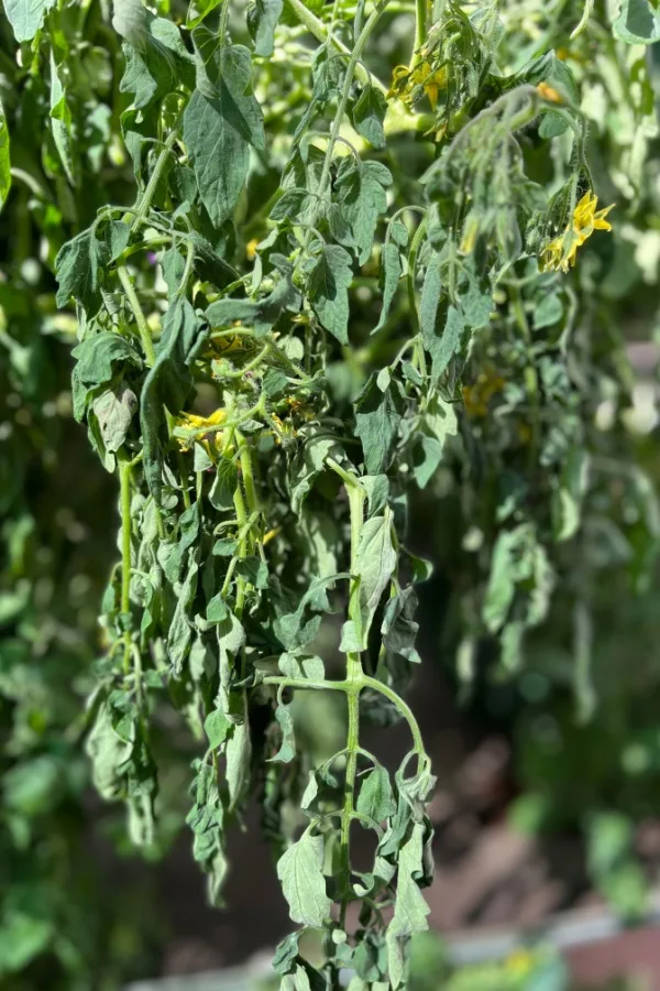 A weeping looking tomato plant