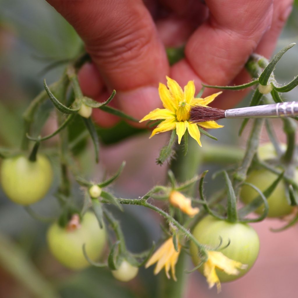 Hand pollinating tomato plants' blooms