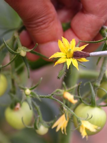 Hand pollinating tomato plant' blooms