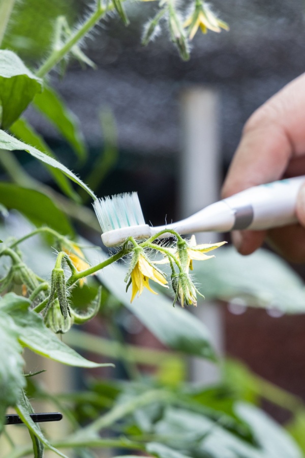 An electric toothbrush hand pollinating tomato plants