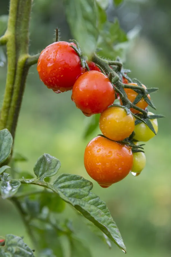 Ripening tomatoes on a vine