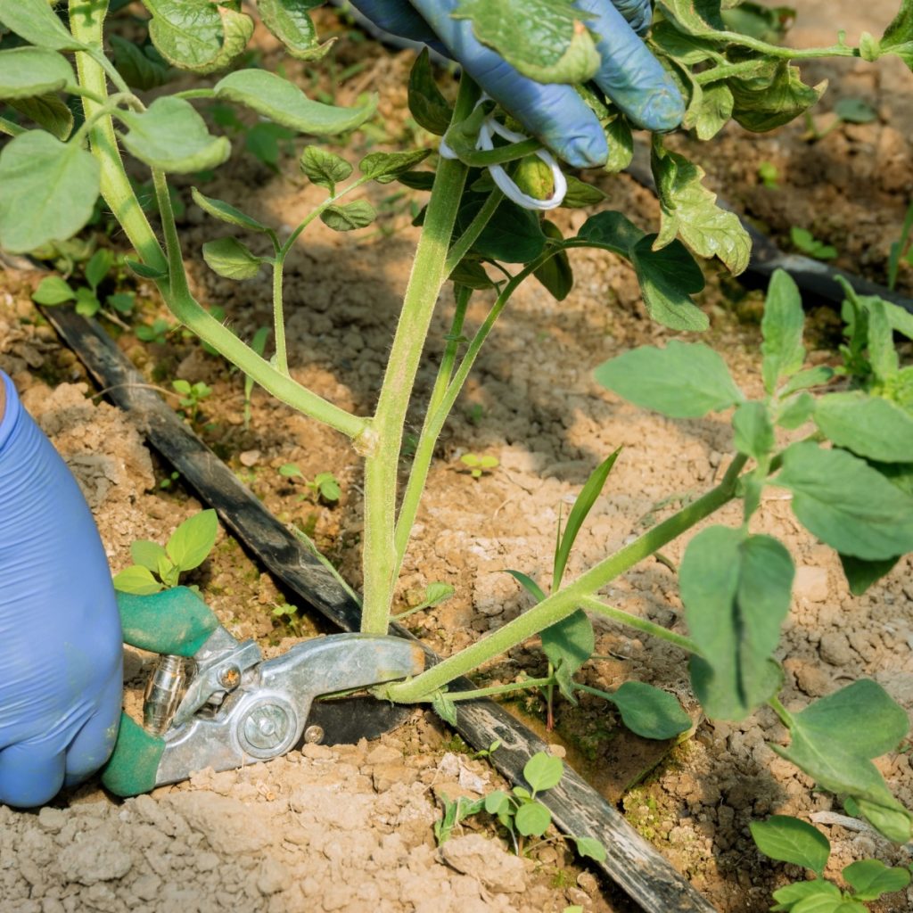 Pruning under tomato plants