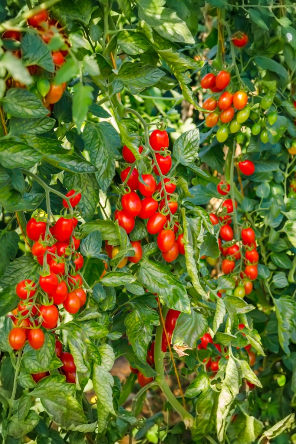 Roma tomato plants