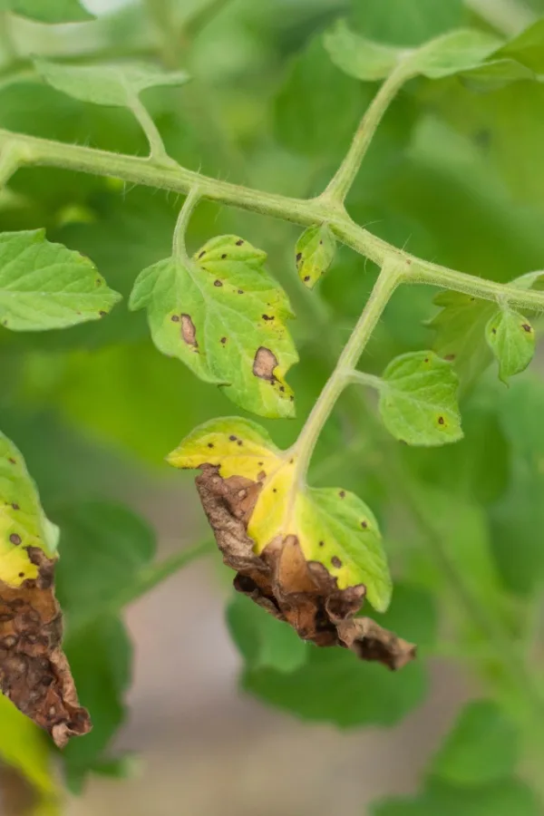 Tomato blight on leaves