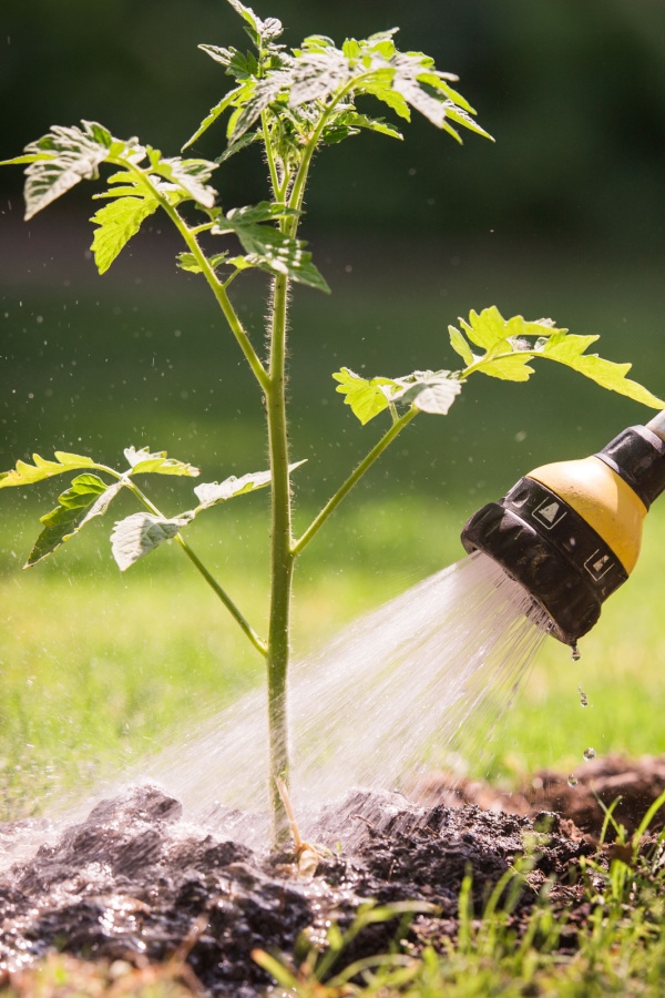 Watering tomatoes - Prune Under Tomato plants