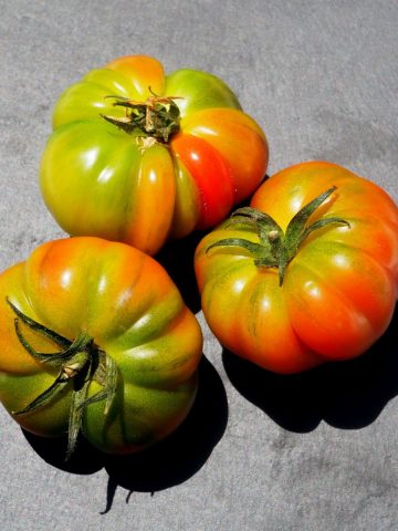 ripening tomatoes off the vine