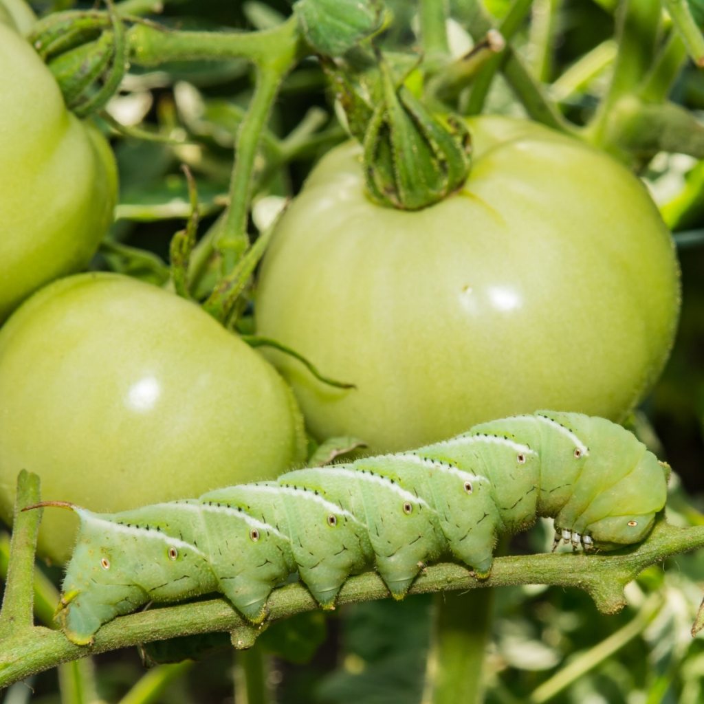 Tomato hornworm on a plant
