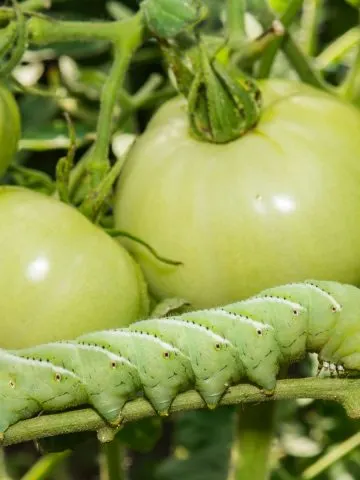 Tomato hornworms