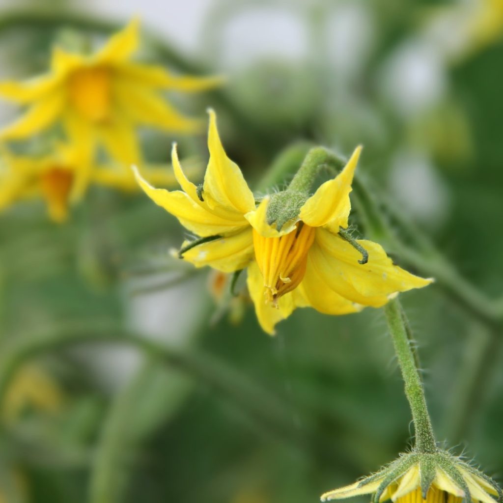 Closeup of tomato plant blooms